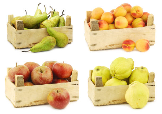 Fresh pears, apricots, traditional Dutch apples called "goudrenet" and a cut one used for making apple pie and fresh quince fruit "Cydonia oblonga" in a wooden crate Fresh pears, apricots, traditional Dutch apples called "goudrenet" and a cut one used for making apple pie and fresh quince fruit "Cydonia oblonga" in a wooden crate on a white background cydonia stock pictures, royalty-free photos & images