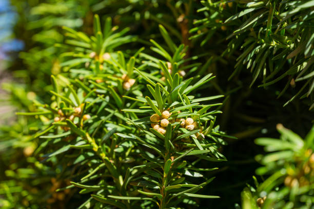 Flowering yew Taxus baccata Fastigiata Aurea. Bright green with yellow stripes foliage on English or European yew in spring garden. Selective focus. Nature concept for design Flowering yew Taxus baccata Fastigiata Aurea. Bright green with yellow stripes foliage on English or European yew in spring garden. Selective focus. Nature concept for design taxus baccata fastigiata stock pictures, royalty-free photos & images