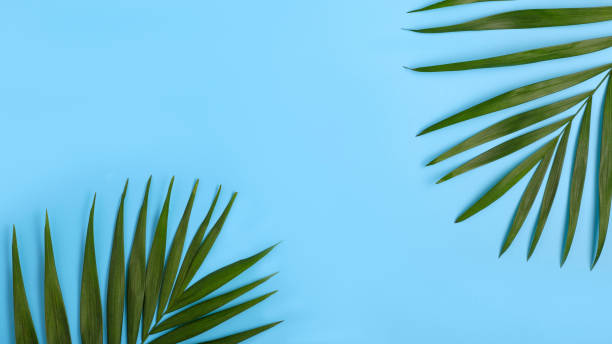 istock Green palm leaves on a bright blue background with place for text. 1314500733