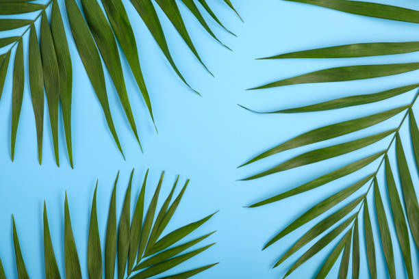 istock Green palm leaves on a bright blue background with place for text. 1314500752