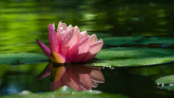 nénuphar rose ou fleur de lotus perry’s orange sunset dans l’étang de jardin. plan rapproché de nymphaea avec des gouttes d’eau reflétées sur l’eau verte contre le soleil. paysage de fleur avec l’espace de copie. mise au point sélective - pond water lily water drop photos et images de collection