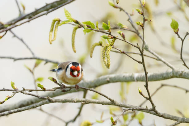 istock Goldfinch in beautiful colour. 1314500916