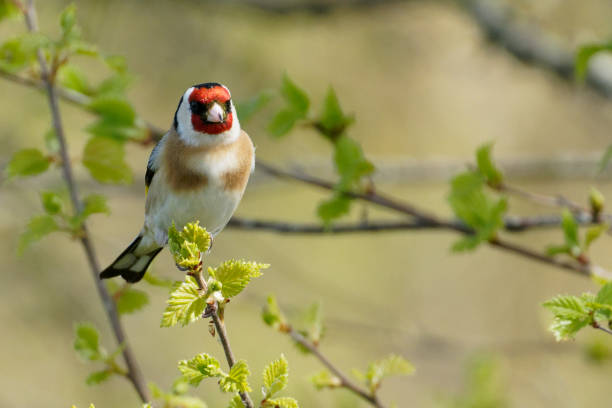 istock Goldfinch in beautiful colour. 1314500960