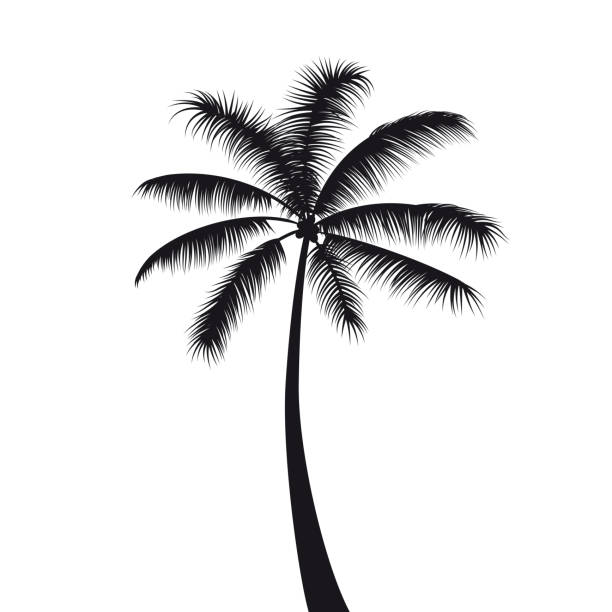 2,375 Palm Tree Tattoo Stock Photos, Pictures & Royalty-Free Images - iStock