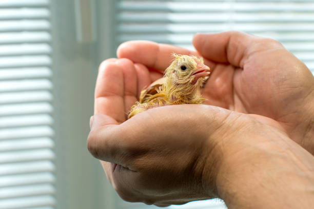 istock Wet newborn chick just emerging from the egg on the palms 1314502785