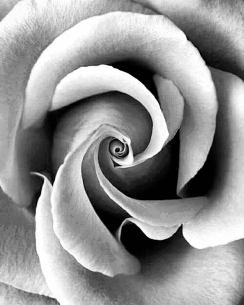 Roses isolated black and white I invite you to dwell on things, look at them with different eyes ... with these shots I will accompany you on a journey in which you will experience emotions that will make you appreciate the art that emanates from all things. With these premises I take you to the enchanted world of a photograph single flower photos stock pictures, royalty-free photos & images