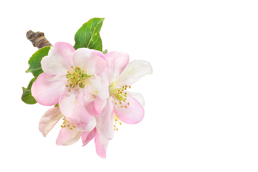 Beautiful pink apple blossom closed up isolated on white