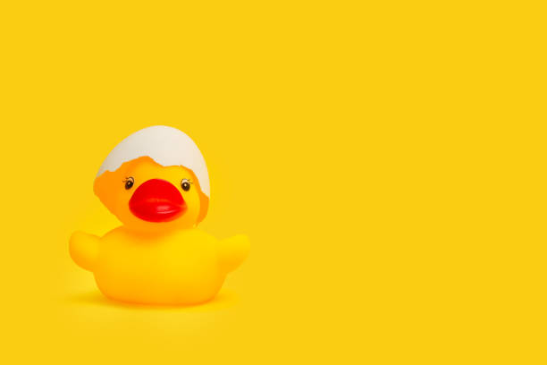 istock A yellow rubber toy duck with an eggshell over his head 1314504419