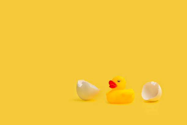 istock A yellow rubber toy duck with eggshells on a yellow background 1314504876