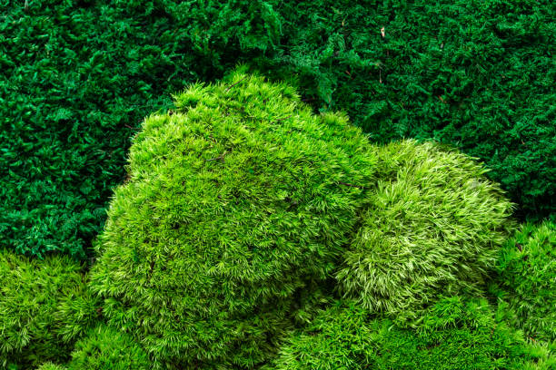 istock Green wall decoration cladonia rangiferina reindeer moss 1314506315