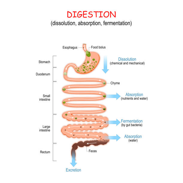 digestion from food bolus or Chyme to Feces. digestion (dissolution, absorption, fermentation). From food bolus or Chyme to Feces. Human digestive system: Esophagus, Stomach, Duodenum, Small and Large"r"nintestine, Rectum. Vector illustration for education digestive stock illustrations