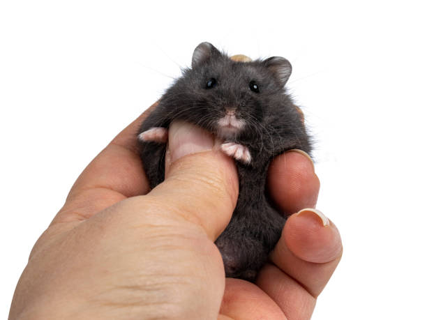 istock Baby hamster on white background 1314506357