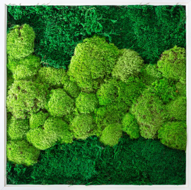 istock Green wall decoration cladonia rangiferina reindeer moss 1314506358