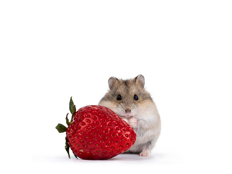Cute brown baby hamster, hiding behind strawberry fruit. Isolated on a white background.