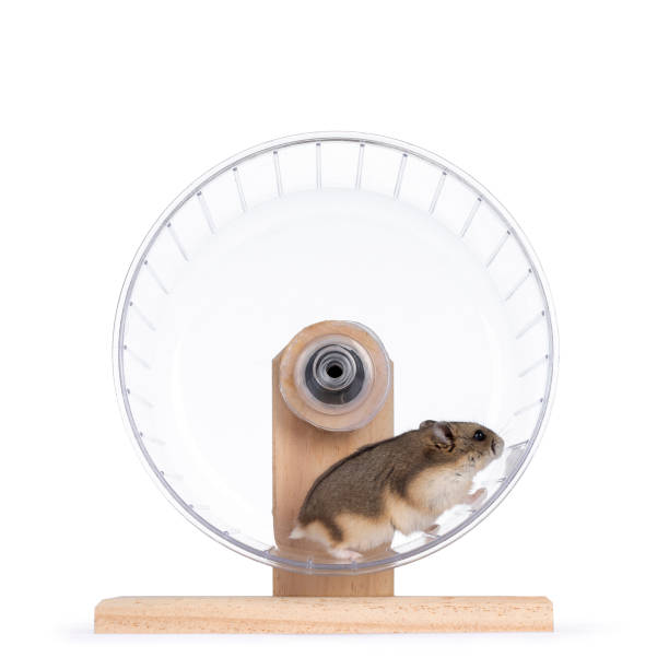 hamster auf weißem hintergrund - laufrad stock-fotos und bilder