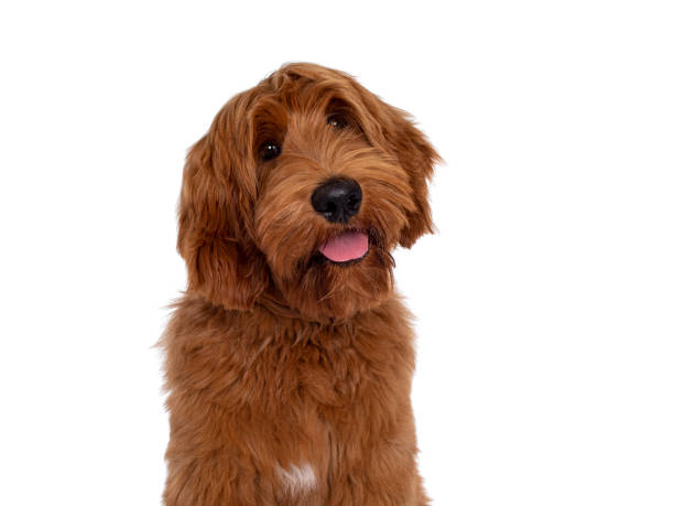 istock Handsome Cobberdog / Labradoodle on white 1314506750