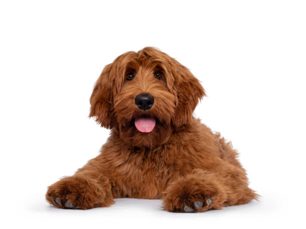 istock Handsome Cobberdog / Labradoodle on white 1314506781