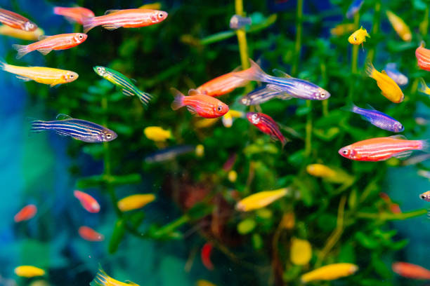 istock Danio small, fast fish with unusual colors. 1314507557
