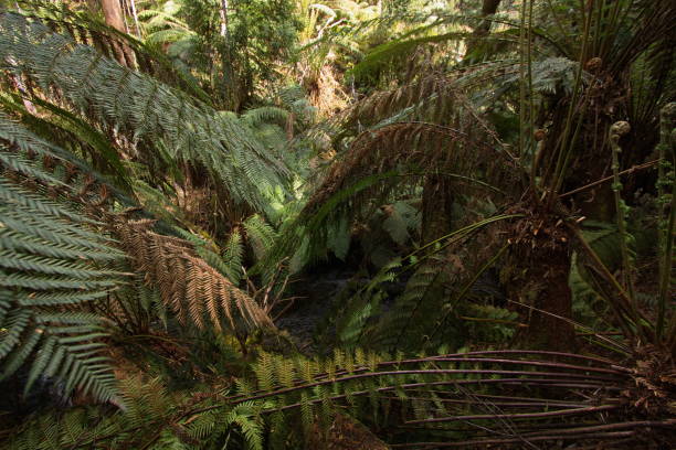 istock Forest at Junee Cave at Maydena on Tasmania 1314507659
