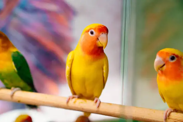 Photo of lovebird parrot. birds are inseparables. large, colorful, beautiful parrots.