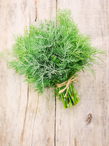 frische hauskräuter aus dem garten. dill. selektiver fokus. - herb plant seasoning nature stock-fotos und bilder