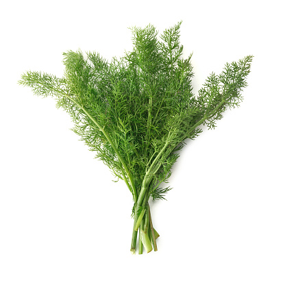 Fennel Leaves in Bunch, Isolated – Traditional Italian \