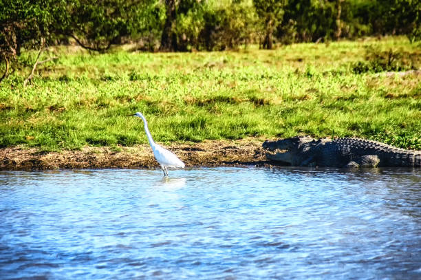 istock Freshwater crocodile (Crocodylus johnstonii) and a Great White Heron 1314509897