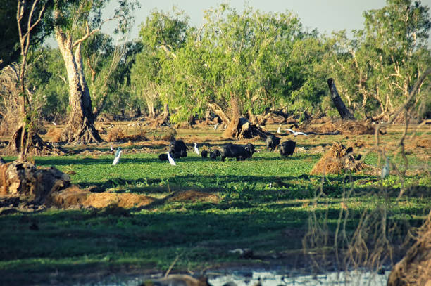 Bamurru Plains  nature scenery Water Buffalos at Bamurru Plains Lodge, Northern Territory, Australia Traveled stock pictures, royalty-free photos & images