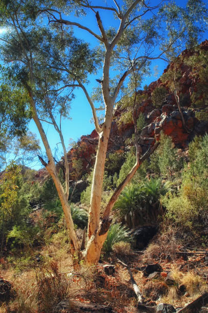 istock Watarrka National Park , Northern Territory, Australia 1314509944