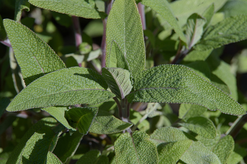 Fresh growth on sage in spring.