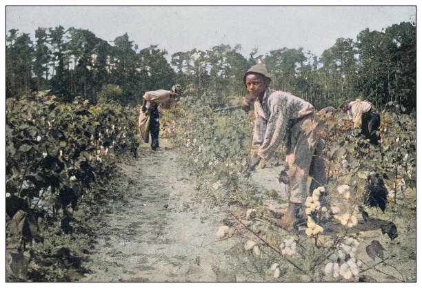 antyczne kolorowe zdjęcie stanów zjednoczonych: zbieranie bawełny - picking crop harvesting scenics stock illustrations