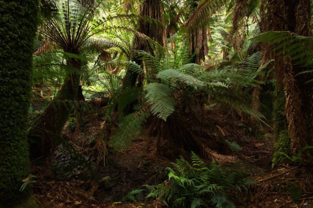 istock Tree Ferns at Liffey Falls in Tasmania 1314511689