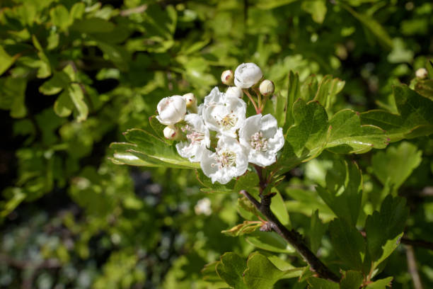 hawthorn blossom - hawthorn flower single flower spring imagens e fotografias de stock