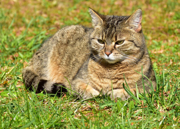 istock Cute cat laying in the grass outdoor 1314513147