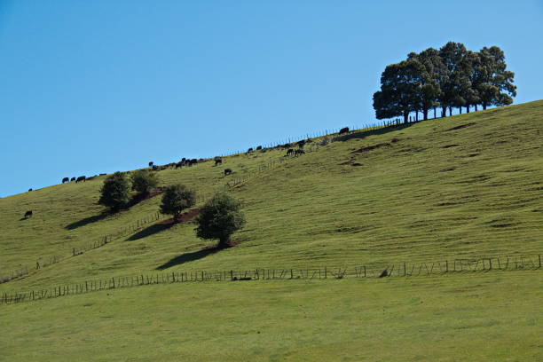 istock Cow herd on a pasture in Tasmania 1314513188
