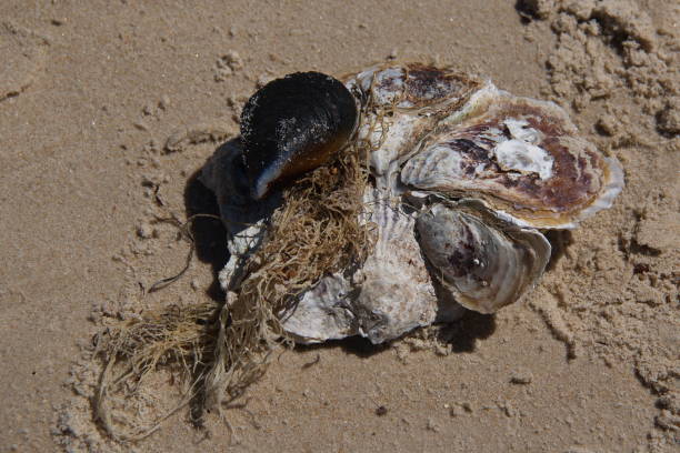istock Shells on Hazards Beach in Freycinet National Park in Tasmania 1314513331