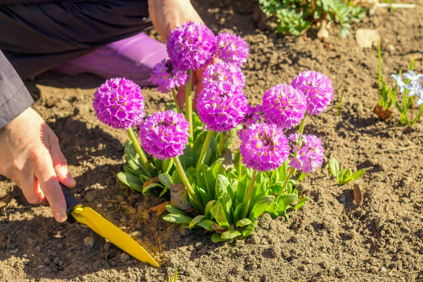 cura di una primula primaverile con una primula globulare lilla in un'aiuola da giardino. - passion women human hand macro foto e immagini stock