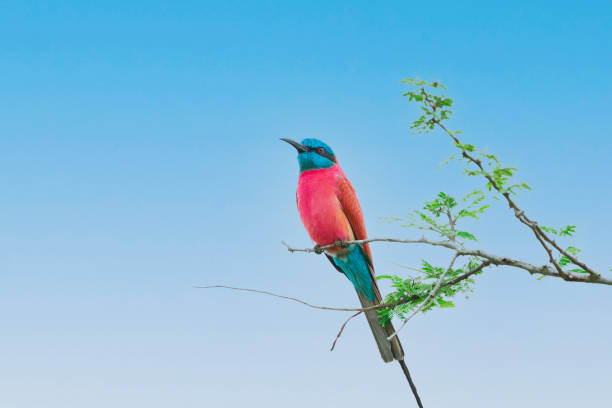 oiseau africain de mangeur d’abeille de carmin se reposant sur le ciel bleu agaist vert de branche d’arbre - bee eater colorful bird beautiful bird animal photos et images de collection