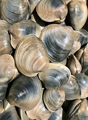 Quahog clams are also known by other names depending on size.  Those between 2 and 3 inches are Cherrystones; smaller ones are Littlenecks.