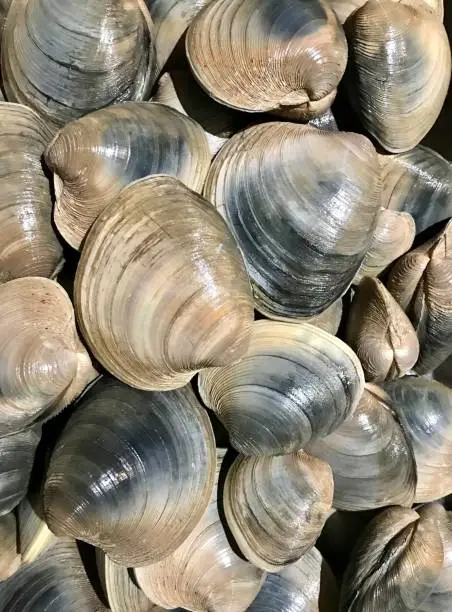 Photo of Quahog Clams