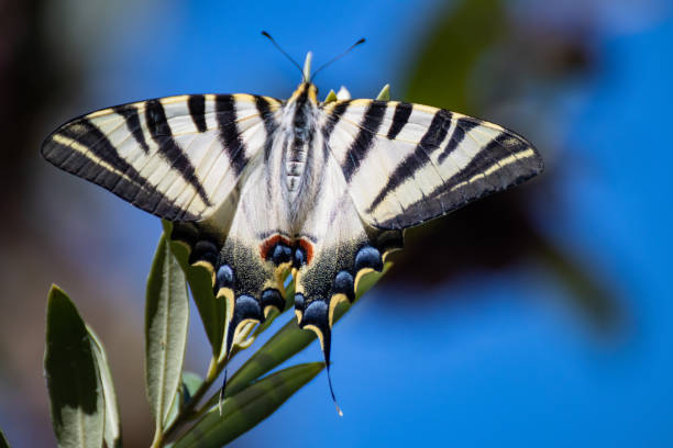 подалирио бабочка или чупа лече - scarce swallowtail стоковые фото и изображения