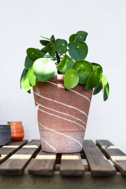 istock Pilea peperomioides in a terracotta pot on a wooden table 1314516708