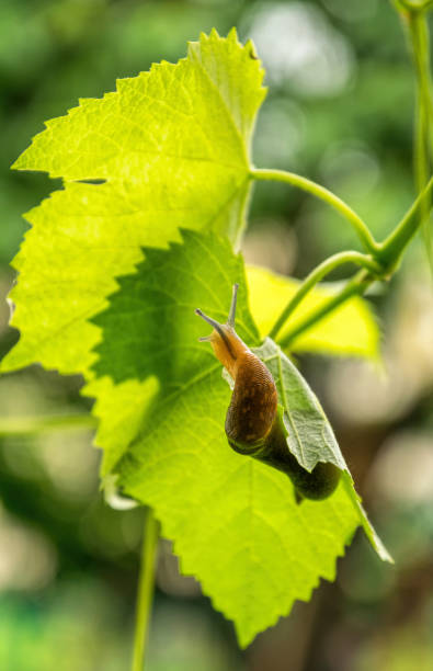 istock Giant slug on a green grapes leaf 1314517904