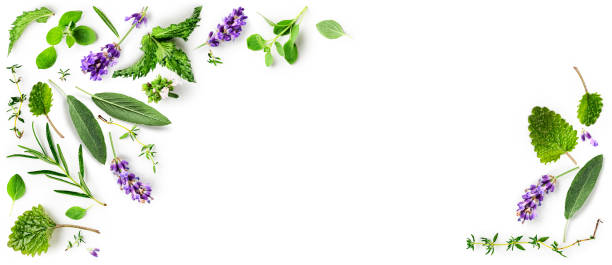 istock Rosemary, mint, lavender, marjoram, sage and thyme collection 1314518033