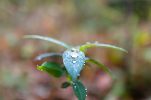 Drop of water on the green leaf of a plant on a rainy autumn day