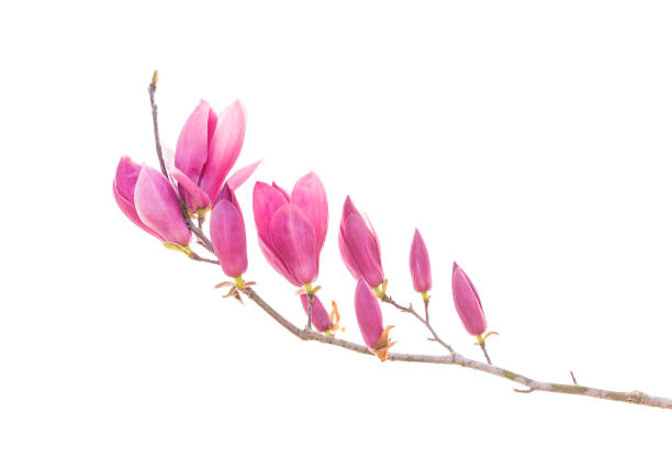 istock magnolia flowers isolated on white 1314519745