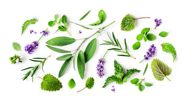 istock Rosemary, lemon balm, mint, lavender, sage and marjoram collection 1314520182