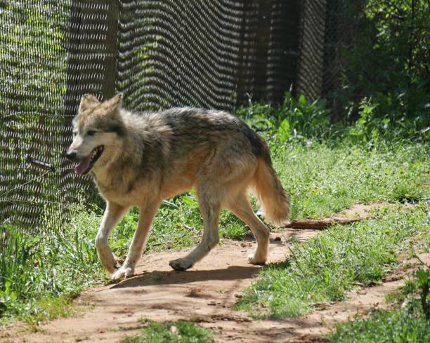 istock A Mexican gray wolf paces close to a fence in a grassy area 1314521177
