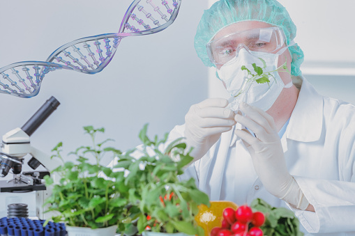 Researcher with GMO plants. Genetically modified organism or GEO is a plant whose genetic material has been altered using genetic engineering techniques