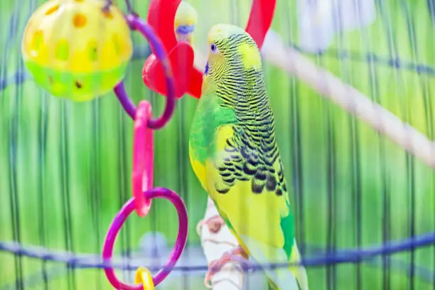 Pretty yellow and green budgie in cage for home happy life